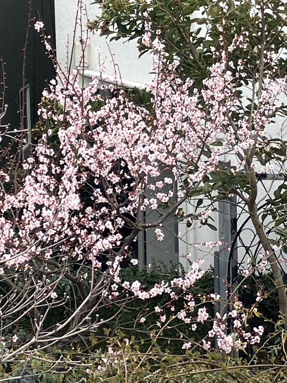 【庭掃除をやりながらなので花しか撮れませんでした】